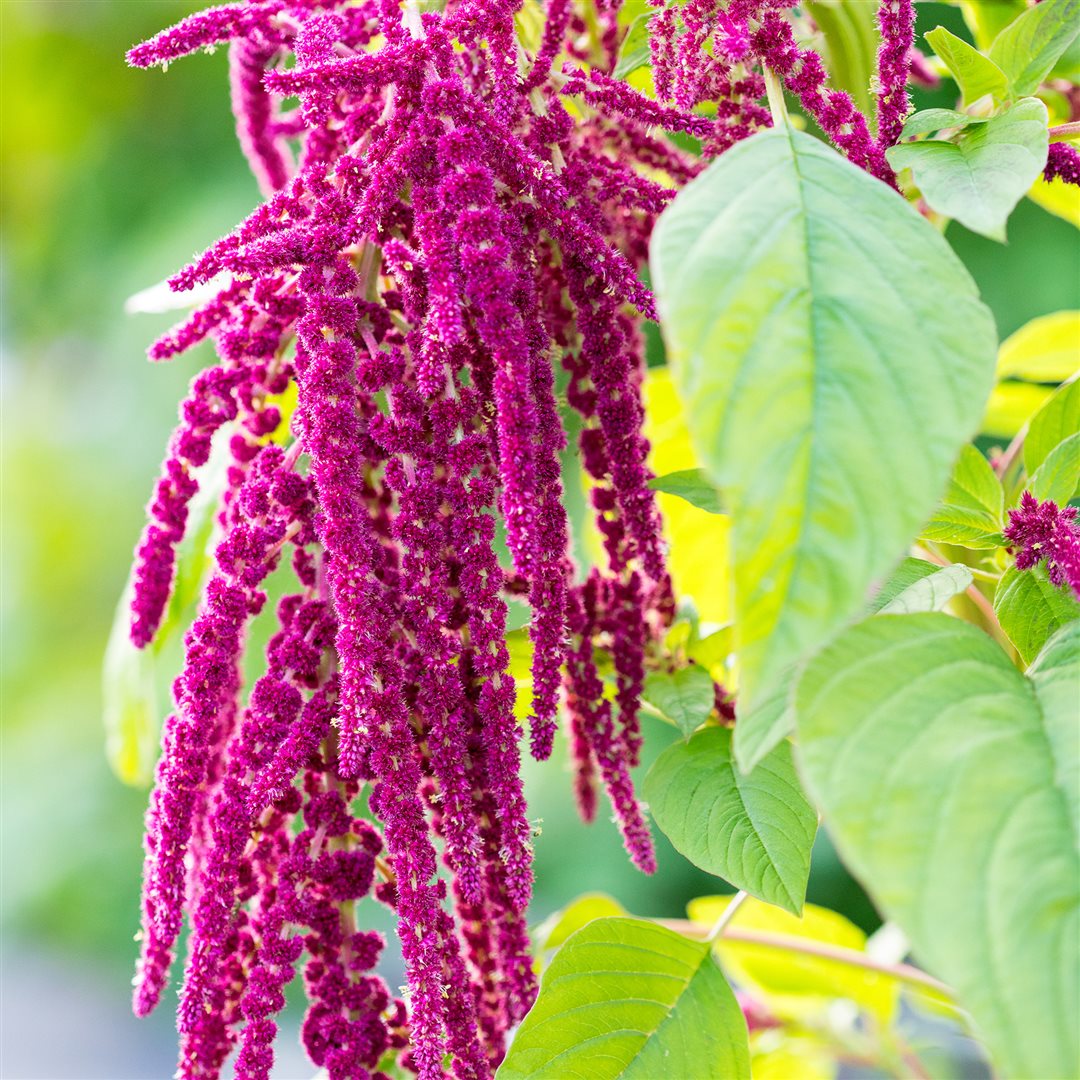 RAUSCH Repair Spülung mit Amaranth Benu ch